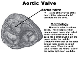 Aortic Valve
Aortic valve
 is one of the valves of the
heart. It lies between the left
ventricle and the aorta.
Morphology
The aortic valve has three
cusps. These cusps are half
moon shaped hence also called
aortic semilunar valve. Each
cusp has a small swelling in the
center called the nodule.
Dilatation of the wall of the aorta
behind these cusps is called
aortic sinus. When the aortic
valve is open, the normal size of
the orifice is 3-4 cm² in adults.
 