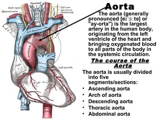 Aorta
The aorta (generally
pronounced [e tə] orɪˈɔː
"ay-orta") is the largest
artery in the human body,
originating from the left
ventricle of the heart and
bringing oxygenated blood
to all parts of the body in
the systemic circulation.
The course of the
Aorta
The aorta is usually divided
into five
segments/sections:
• Ascending aorta
• Arch of aorta
• Descending aorta
• Thoracic aorta
• Abdominal aorta
 