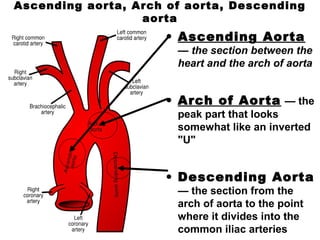 Ascending aorta, Arch of aorta, Descending
aorta
• Ascending Aorta
— the section between the
heart and the arch of aorta
• Arch of Aorta — the
peak part that looks
somewhat like an inverted
"U"
• Descending Aorta
— the section from the
arch of aorta to the point
where it divides into the
common iliac arteries
 