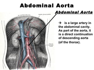 Abdominal Aorta
Abdominal Aorta
 is a large artery in
the abdominal cavity.
As part of the aorta, it
is a direct continuation
of descending aorta
(of the thorax).
 