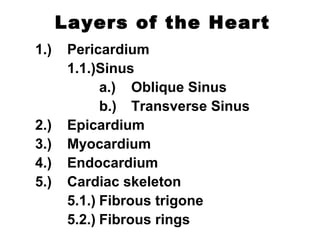 Layers of the Heart
1.) Pericardium
1.1.)Sinus
a.) Oblique Sinus
b.) Transverse Sinus
2.) Epicardium
3.) Myocardium
4.) Endocardium
5.) Cardiac skeleton
5.1.) Fibrous trigone
5.2.) Fibrous rings
 