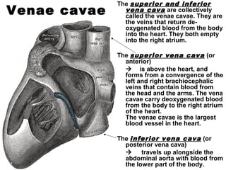 Venae cavae
The superior and inferior
vena cava are collectively
called the venae cavae. They are
the veins that return de-
oxygenated blood from the body
into the heart. They both empty
into the right atrium.
The superior vena cava (or
anterior)
 is above the heart, and
forms from a convergence of the
left and right brachiocephalic
veins that contain blood from
the head and the arms. The vena
cavae carry deoxygenated blood
from the body to the right atrium
of the heart.
The venae cavae is the largest
blood vessel in the heart.
The inferior vena cava (or
posterior vena cava)
 travels up alongside the
abdominal aorta with blood from
the lower part of the body.
 