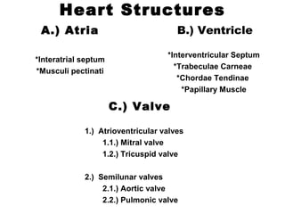 Heart Structures
A.) Atria
*Interatrial septum
*Musculi pectinati
B.) Ventricle
*Interventricular Septum
*Trabeculae Carneae
*Chordae Tendinae
*Papillary Muscle
C.) Valve
1.) Atrioventricular valves
1.1.) Mitral valve
1.2.) Tricuspid valve
2.) Semilunar valves
2.1.) Aortic valve
2.2.) Pulmonic valve
 