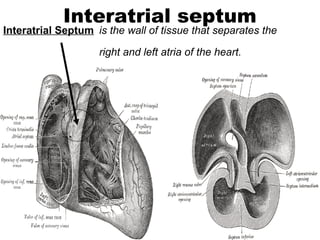 Interatrial septum
Interatrial Septum is the wall of tissue that separates the
right and left atria of the heart.
 