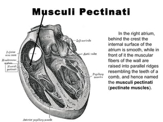 Musculi Pectinati
In the right atrium,
behind the crest the
internal surface of the
atrium is smooth, while in
front of it the muscular
fibers of the wall are
raised into parallel ridges
resembling the teeth of a
comb, and hence named
the musculi pectinati
(pectinate muscles).
 