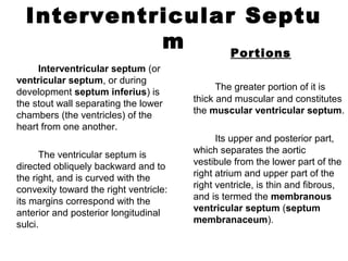 Interventricular Septu
m
Interventricular septum (or
ventricular septum, or during
development septum inferius) is
the stout wall separating the lower
chambers (the ventricles) of the
heart from one another.
The ventricular septum is
directed obliquely backward and to
the right, and is curved with the
convexity toward the right ventricle:
its margins correspond with the
anterior and posterior longitudinal
sulci.
Portions
The greater portion of it is
thick and muscular and constitutes
the muscular ventricular septum.
Its upper and posterior part,
which separates the aortic
vestibule from the lower part of the
right atrium and upper part of the
right ventricle, is thin and fibrous,
and is termed the membranous
ventricular septum (septum
membranaceum).
 