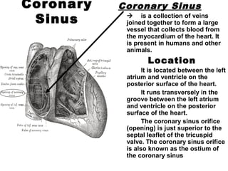 Coronary
Sinus
Coronary Sinus
 is a collection of veins
joined together to form a large
vessel that collects blood from
the myocardium of the heart. It
is present in humans and other
animals.
Location
It is located between the left
atrium and ventricle on the
posterior surface of the heart.
It runs transversely in the
groove between the left atrium
and ventricle on the posterior
surface of the heart.
The coronary sinus orifice
(opening) is just superior to the
septal leaflet of the tricuspid
valve. The coronary sinus orifice
is also known as the ostium of
the coronary sinus
 