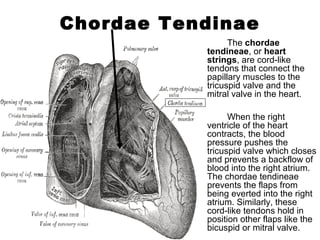 Chordae Tendinae
The chordae
tendineae, or heart
strings, are cord-like
tendons that connect the
papillary muscles to the
tricuspid valve and the
mitral valve in the heart.
When the right
ventricle of the heart
contracts, the blood
pressure pushes the
tricuspid valve which closes
and prevents a backflow of
blood into the right atrium.
The chordae tendineae
prevents the flaps from
being everted into the right
atrium. Similarly, these
cord-like tendons hold in
position other flaps like the
bicuspid or mitral valve.
 