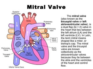 Mitral Valve
The mitral valve
(also known as the
bicuspid valve or left
atrioventricular valve), is
a dual flap (bi = 2) valve in
the heart that lies between
the left atrium (LA) and the
left ventricle (LV). In Latin,
the term mitral means
shaped like a miter, or
bishop's cap. The mitral
valve and the tricuspid
valve are known
collectively as the
atrioventricular valves
because they lie between
the atria and the ventricles
of the heart and control
flow.
 