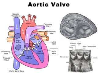 Aortic Valve
 