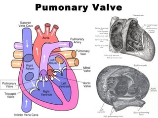 Pumonary Valve
 
