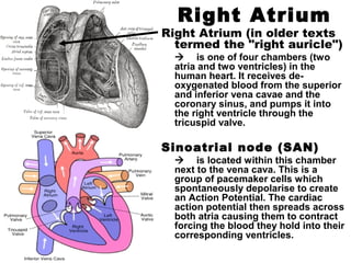 Right Atrium
Right Atrium (in older texts
termed the "right auricle")
 is one of four chambers (two
atria and two ventricles) in the
human heart. It receives de-
oxygenated blood from the superior
and inferior vena cavae and the
coronary sinus, and pumps it into
the right ventricle through the
tricuspid valve.
Sinoatrial node (SAN)
 is located within this chamber
next to the vena cava. This is a
group of pacemaker cells which
spontaneously depolarise to create
an Action Potential. The cardiac
action potential then spreads across
both atria causing them to contract
forcing the blood they hold into their
corresponding ventricles.
 