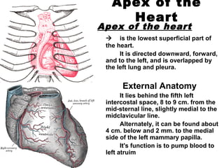 Apex of the
Heart
Apex of the heart
 is the lowest superficial part of
the heart.
It is directed downward, forward,
and to the left, and is overlapped by
the left lung and pleura.
External Anatomy
It lies behind the fifth left
intercostal space, 8 to 9 cm. from the
mid-sternal line, slightly medial to the
midclavicular line.
Alternately, it can be found about
4 cm. below and 2 mm. to the medial
side of the left mammary papilla.
It's function is to pump blood to
left atruim
 