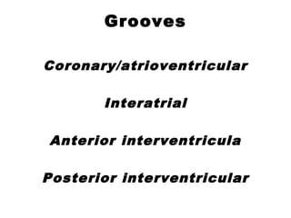 Grooves
Coronary/atrioventricular
Interatrial
Anterior interventricula
Posterior interventricular
 