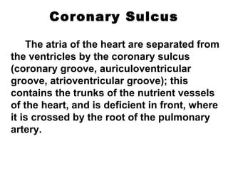 Coronary Sulcus
The atria of the heart are separated from
the ventricles by the coronary sulcus
(coronary groove, auriculoventricular
groove, atrioventricular groove); this
contains the trunks of the nutrient vessels
of the heart, and is deficient in front, where
it is crossed by the root of the pulmonary
artery.
 