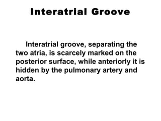 Interatrial Groove
Interatrial groove, separating the
two atria, is scarcely marked on the
posterior surface, while anteriorly it is
hidden by the pulmonary artery and
aorta.
 