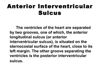 Anterior Interventricular
Sulcus
The ventricles of the heart are separated
by two grooves, one of which, the anterior
longitudinal sulcus (or anterior
interventricular sulcus), is situated on the
sternocostal surface of the heart, close to its
left margin. The other groove separating the
ventricles is the posterior interventricular
sulcus.
 