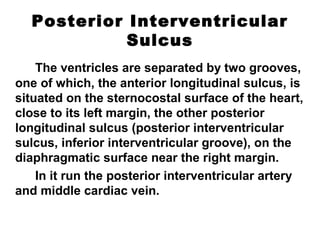 Posterior Interventricular
Sulcus
The ventricles are separated by two grooves,
one of which, the anterior longitudinal sulcus, is
situated on the sternocostal surface of the heart,
close to its left margin, the other posterior
longitudinal sulcus (posterior interventricular
sulcus, inferior interventricular groove), on the
diaphragmatic surface near the right margin.
In it run the posterior interventricular artery
and middle cardiac vein.
 