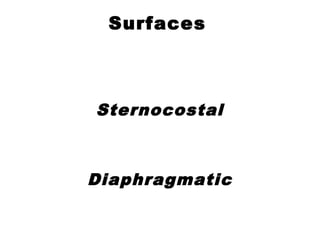 Surfaces
Sternocostal
Diaphragmatic
 
