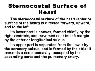 Sternocostal Surface of
Heart
The sternocostal surface of the heart (anterior
surface of the heart) is directed forward, upward,
and to the left.
Its lower part is convex, formed chiefly by the
right ventricle, and traversed near its left margin
by the anterior longitudinal sulcus.
Its upper part is separated from the lower by
the coronary sulcus, and is formed by the atria; it
presents a deep concavity, occupied by the
ascending aorta and the pulmonary artery.
 