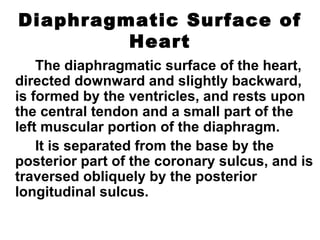Diaphragmatic Surface of
Heart
The diaphragmatic surface of the heart,
directed downward and slightly backward,
is formed by the ventricles, and rests upon
the central tendon and a small part of the
left muscular portion of the diaphragm.
It is separated from the base by the
posterior part of the coronary sulcus, and is
traversed obliquely by the posterior
longitudinal sulcus.
 