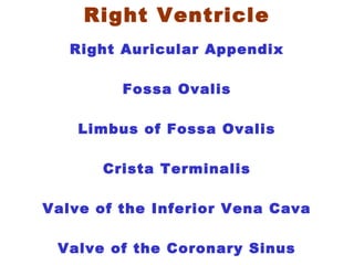 Right Ventricle
Right Auricular Appendix
Fossa Ovalis
Limbus of Fossa Ovalis
Crista Terminalis
Valve of the Inferior Vena Cava
Valve of the Coronary Sinus
 