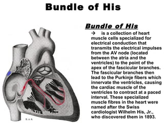 Bundle of His
Bundle of His
 is a collection of heart
muscle cells specialized for
electrical conduction that
transmits the electrical impulses
from the AV node (located
between the atria and the
ventricles) to the point of the
apex of the fascicular branches.
The fascicular branches then
lead to the Purkinje fibers which
innervate the ventricles, causing
the cardiac muscle of the
ventricles to contract at a paced
interval. These specialized
muscle fibres in the heart were
named after the Swiss
cardiologist Wilhelm His, Jr.,
who discovered them in 1893.
 