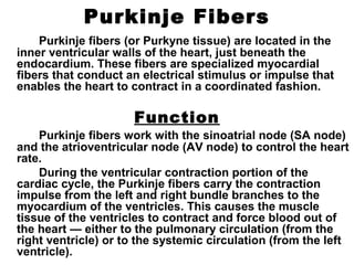 Purkinje Fibers
Purkinje fibers (or Purkyne tissue) are located in the
inner ventricular walls of the heart, just beneath the
endocardium. These fibers are specialized myocardial
fibers that conduct an electrical stimulus or impulse that
enables the heart to contract in a coordinated fashion.
Function
Purkinje fibers work with the sinoatrial node (SA node)
and the atrioventricular node (AV node) to control the heart
rate.
During the ventricular contraction portion of the
cardiac cycle, the Purkinje fibers carry the contraction
impulse from the left and right bundle branches to the
myocardium of the ventricles. This causes the muscle
tissue of the ventricles to contract and force blood out of
the heart — either to the pulmonary circulation (from the
right ventricle) or to the systemic circulation (from the left
ventricle).
 