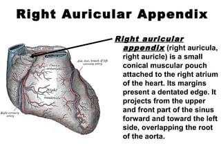 Right Auricular Appendix
Right auricular
appendix (right auricula,
right auricle) is a small
conical muscular pouch
attached to the right atrium
of the heart. Its margins
present a dentated edge. It
projects from the upper
and front part of the sinus
forward and toward the left
side, overlapping the root
of the aorta.
 