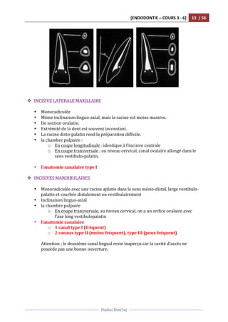 [ENDODONTIE	
  –	
  COURS	
  3	
  -­‐	
  6]	
   13	
  	
  /	
  56	
  
	
  
	
  	
  
Dadoo	
  DinCluj	
  
	
  
	
   	
  
	
  	
  	
   	
  	
  	
   	
  
	
  
	
  
v INCISIVE	
  LATERALE	
  MAXILLAIRE	
  
	
  
• Monoradiculée	
  
• Même	
  inclinaison	
  linguo-­‐axial,	
  mais	
  la	
  racine	
  est	
  moins	
  massive.	
  	
  
• De	
  section	
  ovalaire.	
  
• Extrémité	
  de	
  la	
  dent	
  est	
  souvent	
  inconstant.	
  	
  
• La	
  racine	
  disto-­‐palatin	
  rend	
  la	
  préparation	
  difficile.	
  	
  
• la	
  chambre	
  pulpaire	
  :	
  
o En	
  coupe	
  longitudinale	
  :	
  identique	
  à	
  l’incisive	
  centrale	
  	
  
o En	
  coupe	
  transversale	
  :	
  au	
  niveau	
  cervical,	
  canal	
  ovalaire	
  allongé	
  dans	
  le	
  
sens	
  vestibulo-­‐palatin.	
  	
  
	
  
• l’anatomie	
  canalaire	
  type	
  I	
  
	
  
v INCISIVES	
  MANDIBULAIRES	
  
	
  
• Monoradiculée	
  avec	
  une	
  racine	
  aplatie	
  dans	
  le	
  sens	
  mésio-­‐distal,	
  large	
  vestibulo-­‐
palatin	
  et	
  courbée	
  distalement	
  ou	
  vestibulairement	
  	
  
• Inclinaison	
  linguo-­‐axial	
  
• la	
  chambre	
  pulpaire	
  
o En	
  coupe	
  transversale,	
  au	
  niveau	
  cervical,	
  on	
  a	
  un	
  orifice	
  ovalaire	
  avec	
  
l’axe	
  long	
  vestibulopalatin	
  	
  
• l’anatomie	
  canalaire	
  	
  
o 1	
  canal	
  type	
  I	
  (fréquent)	
  
o 2	
  canaux	
  type	
  II	
  (moins	
  fréquent),	
  type	
  III	
  (peux	
  fréquent)	
  
	
  
Attention	
  ;	
  le	
  deuxième	
  canal	
  lingual	
  reste	
  inaperçu	
  car	
  la	
  cavité	
  d’accès	
  ne	
  
possède	
  pas	
  une	
  bonne	
  ouverture.	
  	
  
	
  
 