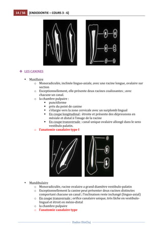 14	
  /	
  56	
   [ENDODONTIE	
  –	
  COURS	
  3	
  -­‐	
  6]	
  
	
  
	
  	
  
Dadoo	
  DinCluj	
  
	
  
	
   	
  
	
  	
  	
  	
  	
  	
  	
  	
  	
  	
  	
  	
   	
  
	
  
v LES	
  CANINES	
  
	
  
• Maxillaire	
  
o Monoradiculée,	
  inclinée	
  linguo-­‐axiale,	
  avec	
  une	
  racine	
  longue,	
  ovalaire	
  sur	
  
section	
  
o Exceptionnellement,	
  elle	
  présente	
  deux	
  racines	
  coalissantes	
  ;	
  avec	
  
chacune	
  un	
  canal.	
  	
  
o la	
  chambre	
  pulpaire	
  :	
  
§ punctiforme	
  	
  
§ près	
  du	
  point	
  de	
  canine	
  	
  
§ s’élargie	
  vers	
  la	
  zone	
  cervicale	
  avec	
  un	
  surplomb	
  lingual	
  
§ En	
  coupe	
  longitudinal	
  :	
  étroite	
  et	
  présente	
  des	
  dépressions	
  en	
  
mésiale	
  et	
  distal	
  à	
  l’image	
  de	
  la	
  racine	
  
§ En	
  coupe	
  transversale	
  :	
  canal	
  unique	
  ovalaire	
  allongé	
  dans	
  le	
  sens	
  
vestibulo	
  palatin.	
  	
  	
  
o l’anatomie	
  canalaire	
  type	
  I	
  
	
  
	
  	
  	
  	
   	
  
	
  	
  
• Mandibulaire	
  
o Monoradiculée,	
  racine	
  ovalaire	
  a	
  grand	
  diamètre	
  vestibulo-­‐palatin	
  	
  
o Exceptionnellement	
  la	
  canine	
  peut	
  présenter	
  deux	
  racines	
  distinctes	
  
comportant	
  chacune	
  un	
  canal	
  ;	
  l’inclinaison	
  reste	
  inchangé	
  (linguo-­‐axial)	
  
o En	
  coupe	
  transversale	
  ;	
  orifice	
  canalaire	
  unique,	
  très	
  lâche	
  en	
  vestibulo-­‐
lingual	
  et	
  étroit	
  en	
  mésio-­‐distal	
  	
  
o la	
  chambre	
  pulpaire	
  	
  
o l’anatomie	
  canalaire	
  type	
  	
  
 