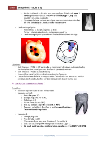 18	
  /	
  56	
   [ENDODONTIE	
  –	
  COURS	
  3	
  -­‐	
  6]	
  
	
  
	
  	
  
Dadoo	
  DinCluj	
  
	
  
	
   	
  
o Mésio-­‐vestibulaire	
  :	
  étroite,	
  avec	
  une	
  courbure	
  distale,	
  soit	
  avec	
  1	
  
canal	
  aplati	
  mésio-­‐distal,	
  soit	
  avec	
  2	
  canaux	
  (type	
  II,	
  III).	
  Elle	
  
peut	
  être	
  orientée	
  en	
  distale.	
  
o Disto-­‐Vestibulaire	
  =	
  ronde,	
  rectiligne,	
  avec	
  un	
  orientation	
  distal	
  et	
  
un	
  seul	
  canal	
  rond.	
  Le	
  canal	
  disto-­‐vestibulaire.	
  	
  
	
  
• La	
  chambre	
  pulpaire	
  
• Ressemble	
  à	
  la	
  morphologie	
  de	
  la	
  dent	
  
• Forme	
  :	
  triangle,	
  réunion	
  des	
  trois	
  corps	
  pulpaires.	
  	
  
• La	
  chambre	
  pulpaire	
  possède	
  une	
  forme	
  rhomboïde	
  ou	
  losange	
  
	
  
	
  	
  	
  	
  	
  	
  	
  	
  	
  	
   	
  
Deuxième	
  :	
  
• Soit	
  3	
  racines	
  (P,	
  MV	
  et	
  DV	
  qui	
  tend	
  a	
  se	
  rapprocher),	
  les	
  deux	
  racines	
  mésiales	
  
ont	
  la	
  tendance	
  de	
  se	
  rapprocher.	
  	
  Parfois	
  ils	
  peuvent	
  fusionner.	
  	
  
• Soit	
  2	
  racines	
  (Palatin	
  et	
  Vestibulaire)	
  
• Le	
  deuxième	
  canal	
  mésio-­‐vestibulaire	
  est	
  moins	
  fréquent.	
  
• Le	
  canal	
  disto-­‐vestibulaire	
  se	
  rapproche	
  de	
  l’axe	
  réunissant	
  les	
  canaux	
  mésio-­‐
vestibulaire	
  et	
  palatin.	
  Parfois	
  les	
  trois	
  canaux	
  sont	
  dans	
  le	
  même	
  axe.	
  	
  
	
  
v LES	
  MOLAIRES	
  MANDIBULAIRES	
  
	
  
Première	
  :	
  
• 2	
  racines	
  aplaties	
  dans	
  le	
  sens	
  mésio-­‐distal	
  
• La	
  racine	
  mésiale	
  
o Assez	
  large	
  en	
  VO.	
  	
  
o 2	
  corps	
  pulpaire,	
  MV	
  et	
  ML	
  
o Aplatie	
  en	
  MD	
  
o Forme	
  de	
  croissant	
  (MD).	
  	
  
o Elle	
  a	
  2	
  canaux	
  (type	
  III	
  souvent,	
  II	
  	
  MF)	
  
o 2	
  canaux	
  individuels	
  dont	
  l’un	
  orienté	
  en	
  vestibulaire	
  et	
  
l’autre	
  orienté	
  en	
  palatin.	
  	
  
	
  
• La	
  racine	
  D	
  	
  
o 1	
  corps	
  pulpaire	
  
o Plus	
  étroite	
  en	
  VO.	
  	
  
o Elle	
  est	
  rectiligne	
  avec	
  une	
  direction	
  D	
  /	
  courbée	
  M.	
  	
  
o Elle	
  a	
  un	
  canal	
  large	
  VO,	
  étranglé	
  en	
  son	
  milieu	
  (type	
  I).	
  	
  
o On	
  peut	
  	
  avoir	
  aussi	
  de	
  configuration	
  canalaires	
  type	
  II	
  (MF),	
  III	
  (PF)	
  
 