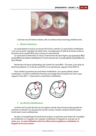 [ENDODONTIE	
  –	
  COURS	
  3	
  -­‐	
  6]	
   21	
  	
  /	
  56	
  
	
  
	
  	
  
Dadoo	
  DinCluj	
  
	
  
	
   	
  
	
  
	
  
La	
  forme	
  sera	
  de	
  forme	
  ovalaire,	
  elle	
  se	
  continue	
  dans	
  l’axe	
  long	
  vestibulo-­‐oral.	
  	
  
	
  	
  
e. Molaires	
  Maxillaires	
  	
  
	
  
Le	
  canal	
  palatin	
  se	
  trouve	
  au	
  niveau	
  de	
  la	
  fosse	
  centrale.	
  Le	
  canal	
  mésio-­‐vestibulaire	
  
1	
  est	
  sous	
  le	
  point	
  cuspidien	
  du	
  même	
  nom	
  ;	
  la	
  progression	
  à	
  l’aide	
  de	
  la	
  fraise	
  se	
  fait	
  en	
  
direction	
  de	
  la	
  cuspide	
  MV2,	
  pour	
  trouver	
  le	
  canal	
  attaché.	
  	
  
Le	
  canal	
  disto-­‐vestibulaire	
  se	
  situe	
  à	
  l’intersection	
  de	
  deux	
  lignes,	
  une	
  passant	
  le	
  MV1	
  
et	
  parallèle	
  à	
  la	
  surface	
  vestibulaire	
  et	
  l’autre	
  passant	
  par	
  le	
  canal	
  palatin	
  et	
  parallèle	
  à	
  la	
  
face	
  mésiale.	
  
	
  
Rechercher	
  de	
  façon	
  systématique	
  de	
  l’entrée	
  du	
  canal	
  MV2.	
  	
  S’il	
  existe,	
  il	
  est	
  situé	
  en	
  
direction	
  palatine	
  à	
  1-­‐2	
  mm	
  du	
  canal	
  MV1	
  et	
  en	
  mésiale	
  par	
  rapport	
  à	
  l’axe	
  MV1-­‐P.	
  	
  
	
  
Pour	
  vérifier	
  la	
  position	
  du	
  canal	
  disto-­‐vestibulaire	
  ;	
  les	
  canaux	
  palatin,	
  mésio-­‐
vestibulaire	
  1	
  et	
  Disto-­‐vestibulaire	
  forment	
  un	
  triangle	
  dont	
  la	
  hauteur	
  de	
  celui-­‐ci	
  par	
  
rapport	
  à	
  l’axe	
  MV1	
  –	
  P	
  passe	
  par	
  le	
  canal	
  Disto-­‐vestibulaire.	
  
	
  
f. Les	
  Molaires	
  Mandibulaires	
  
	
  
La	
  forme	
  de	
  la	
  cavité	
  d’accès	
  est	
  un	
  trapèze	
  orienté,	
  dont	
  la	
  base	
  la	
  plus	
  grande	
  est	
  
orientée	
  en	
  mésiale.	
  Car	
  du	
  point	
  de	
  vue	
  des	
  racines,	
  l’entrée	
  canalaire	
  distal	
  est	
  plus	
  
étroit	
  dans	
  le	
  sens	
  vestibulorale.	
  	
  
	
  
De	
  plus,	
  la	
  morphologie	
  occlusale	
  de	
  la	
  molaire,	
  se	
  présente	
  sous	
  forme	
  de	
  3	
  cuspides	
  
en	
  vestibulaire	
  et	
  2	
  linguale.	
  Les	
  cuspides	
  vestibulaire	
  et	
  linguale	
  ne	
  sont	
  pas	
  sur	
  le	
  
même	
  axe.	
  	
  La	
  zone	
  délimitée	
  entre	
  les	
  sillons	
  intercuspidiens	
  vestibulaire	
  et	
  
lingual	
  est	
  la	
  zone	
  neutre.	
  
 