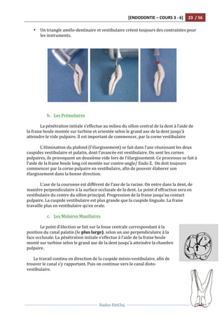 [ENDODONTIE	
  –	
  COURS	
  3	
  -­‐	
  6]	
   23	
  	
  /	
  56	
  
	
  
	
  	
  
Dadoo	
  DinCluj	
  
	
  
	
   	
  
• Un	
  triangle	
  amélo-­‐dentinaire	
  et	
  vestibulaire	
  créent	
  toujours	
  des	
  contraintes	
  pour	
  
les	
  instruments.	
  	
  
	
  
	
  
	
  	
   	
  	
   	
  
	
  	
  
	
  
b. Les	
  Prémolaires	
  	
  
	
  
La	
  pénétration	
  initiale	
  s’effectue	
  au	
  milieu	
  du	
  sillon	
  central	
  de	
  la	
  dent	
  à	
  l’aide	
  de	
  
la	
  fraise	
  boule	
  montée	
  sur	
  turbine	
  et	
  orientée	
  selon	
  le	
  grand	
  axe	
  de	
  la	
  dent	
  jusqu’à	
  
atteindre	
  le	
  vide	
  pulpaire.	
  Il	
  est	
  important	
  de	
  commencer,	
  par	
  la	
  corne	
  vestibulaire	
  	
  
	
  
L’élimination	
  du	
  plafond	
  (l’élargissement)	
  se	
  fait	
  dans	
  l’axe	
  réunissant	
  les	
  deux	
  
cuspides	
  vestibulaire	
  et	
  palatin,	
  dont	
  l’avancée	
  est	
  vestibulaire.	
  On	
  sent	
  les	
  cornes	
  
pulpaires,	
  ils	
  provoquent	
  un	
  deuxième	
  vide	
  lors	
  de	
  l’élargissement.	
  Ce	
  processus	
  se	
  fait	
  à	
  
l’aide	
  de	
  la	
  fraise	
  boule	
  long	
  col	
  montée	
  sur	
  contre-­‐angle/	
  Endo	
  Z.	
  	
  On	
  doit	
  toujours	
  
commencer	
  par	
  la	
  corne	
  pulpaire	
  en	
  vestibulaire,	
  afin	
  de	
  pouvoir	
  élaborer	
  son	
  
élargissement	
  dans	
  la	
  bonne	
  direction.	
  
	
  
L’axe	
  de	
  la	
  couronne	
  est	
  différent	
  de	
  l’axe	
  de	
  la	
  racine.	
  On	
  entre	
  dans	
  la	
  dent,	
  de	
  
manière	
  perpendiculaire	
  à	
  la	
  surface	
  occlusale	
  de	
  la	
  dent.	
  Le	
  point	
  d’effraction	
  sera	
  en	
  
vestibulaire	
  du	
  centre	
  du	
  sillon	
  principal.	
  Progression	
  de	
  la	
  fraise	
  jusqu’au	
  contact	
  
pulpaire.	
  La	
  cuspide	
  vestibulaire	
  est	
  plus	
  grande	
  que	
  la	
  cuspide	
  linguale.	
  La	
  fraise	
  
travaille	
  plus	
  en	
  vestibulaire	
  qu’en	
  orale.	
  	
  
	
  
c. Les	
  Molaires	
  Maxillaires	
  
	
  
Le	
  point	
  d'élection	
  se	
  fait	
  sur	
  la	
  fosse	
  centrale	
  correspondant	
  à	
  la	
  
position	
  du	
  canal	
  palatin	
  (le	
  plus	
  large),	
  selon	
  un	
  axe	
  perpendiculaire	
  à	
  la	
  
face	
  occlusale.	
  La	
  pénétration	
  initiale	
  s’effectue	
  à	
  l’aide	
  de	
  la	
  fraise	
  boule	
  
monté	
  sur	
  turbine	
  selon	
  le	
  grand	
  axe	
  de	
  la	
  dent	
  jusqu'à	
  atteindre	
  la	
  chambre	
  
pulpaire.	
  	
  
	
  
Le	
  travail	
  continu	
  en	
  direction	
  de	
  la	
  cuspide	
  mésio-­‐vestibulaire,	
  afin	
  de	
  
trouver	
  le	
  canal	
  s’y	
  rapportant.	
  Puis	
  on	
  continue	
  vers	
  le	
  canal	
  disto-­‐
vestibulaire.	
  	
  
	
  
 