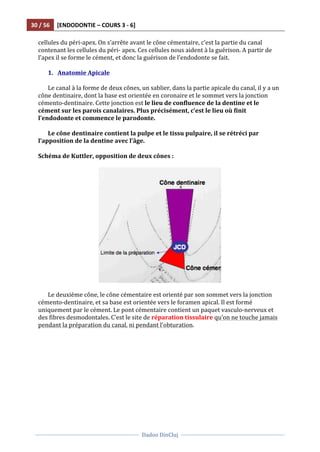 30	
  /	
  56	
   [ENDODONTIE	
  –	
  COURS	
  3	
  -­‐	
  6]	
  
	
  
	
  	
  
Dadoo	
  DinCluj	
  
	
  
	
   	
  
cellules	
  du	
  péri-­‐apex.	
  On	
  s’arrête	
  avant	
  le	
  cône	
  cémentaire,	
  c’est	
  la	
  partie	
  du	
  canal	
  
contenant	
  les	
  cellules	
  du	
  péri-­‐	
  apex.	
  Ces	
  cellules	
  nous	
  aident	
  à	
  la	
  guérison.	
  A	
  partir	
  de	
  
l’apex	
  il	
  se	
  forme	
  le	
  cément,	
  et	
  donc	
  la	
  guérison	
  de	
  l’endodonte	
  se	
  fait.	
  	
  	
  
	
  
1. Anatomie	
  Apicale	
  
	
  
Le	
  canal	
  à	
  la	
  forme	
  de	
  deux	
  cônes,	
  un	
  sablier,	
  dans	
  la	
  partie	
  apicale	
  du	
  canal,	
  il	
  y	
  a	
  un	
  
cône	
  dentinaire,	
  dont	
  la	
  base	
  est	
  orientée	
  en	
  coronaire	
  et	
  le	
  sommet	
  vers	
  la	
  jonction	
  
cémento-­‐dentinaire.	
  Cette	
  jonction	
  est	
  le	
  lieu	
  de	
  confluence	
  de	
  la	
  dentine	
  et	
  le	
  
cément	
  sur	
  les	
  parois	
  canalaires.	
  Plus	
  précisément,	
  c’est	
  le	
  lieu	
  où	
  finit	
  
l’endodonte	
  et	
  commence	
  le	
  parodonte.	
  	
  
	
  
Le	
  cône	
  dentinaire	
  contient	
  la	
  pulpe	
  et	
  le	
  tissu	
  pulpaire,	
  il	
  se	
  rétréci	
  par	
  
l’apposition	
  de	
  la	
  dentine	
  avec	
  l’âge.	
  	
  
	
  
Schéma	
  de	
  Kuttler,	
  opposition	
  de	
  deux	
  cônes	
  :	
  
	
  
	
  
	
  
Le	
  deuxième	
  cône,	
  le	
  cône	
  cémentaire	
  est	
  orienté	
  par	
  son	
  sommet	
  vers	
  la	
  jonction	
  
cémento-­‐dentinaire,	
  et	
  sa	
  base	
  est	
  orientée	
  vers	
  le	
  foramen	
  apical.	
  Il	
  est	
  formé	
  
uniquement	
  par	
  le	
  cément.	
  Le	
  pont	
  cémentaire	
  contient	
  un	
  paquet	
  vasculo-­‐nerveux	
  et	
  
des	
  fibres	
  desmodontales.	
  C’est	
  le	
  site	
  de	
  réparation	
  tissulaire	
  qu’on	
  ne	
  touche	
  jamais	
  
pendant	
  la	
  préparation	
  du	
  canal,	
  ni	
  pendant	
  l’obturation.	
  	
  
	
  
 