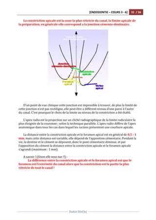 [ENDODONTIE	
  –	
  COURS	
  3	
  -­‐	
  6]	
   31	
  	
  /	
  56	
  
	
  
	
  	
  
Dadoo	
  DinCluj	
  
	
  
	
   	
  
La	
  constriction	
  apicale	
  est	
  la	
  zone	
  la	
  plus	
  rétrécie	
  du	
  canal,	
  la	
  limite	
  apicale	
  de	
  
la	
  préparation,	
  en	
  générale	
  elle	
  correspond	
  a	
  la	
  jonction	
  cémento-­‐dentinaire.	
  
	
  
	
  
D’un	
  point	
  de	
  vue	
  clinique	
  cette	
  jonction	
  est	
  impossible	
  à	
  trouver,	
  de	
  plus	
  la	
  limité	
  de	
  
cette	
  jonction	
  n’est	
  pas	
  rectiligne,	
  elle	
  peut	
  être	
  a	
  différent	
  niveau	
  d’une	
  paroi	
  à	
  l’autre	
  
du	
  canal.	
  C’est	
  pourquoi	
  le	
  choix	
  de	
  la	
  limite	
  au	
  niveau	
  de	
  la	
  constriction	
  a	
  été	
  établi.	
  	
  
	
  
L’apex	
  radio	
  est	
  la	
  projection	
  sur	
  un	
  cliché	
  radiographique	
  de	
  la	
  limite	
  radiculaire	
  la	
  
plus	
  éloignée	
  de	
  la	
  couronne	
  ;	
  selon	
  la	
  technique	
  parallèle.	
  L’apex	
  radio	
  diffère	
  de	
  l’apex	
  
anatomique	
  dans	
  tous	
  les	
  cas	
  dans	
  lequel	
  les	
  racines	
  présentent	
  une	
  courbure	
  apicale.	
  	
  
	
  
La	
  distance	
  entre	
  la	
  constriction	
  apicale	
  et	
  le	
  foramen	
  apical	
  est	
  en	
  général	
  de	
  0,5	
  -­‐	
  1	
  
mm,	
  mais	
  cette	
  distance	
  est	
  variable,	
  elle	
  dépend	
  de	
  l’apposition	
  cémentaire.	
  Pendant	
  la	
  
vie,	
  la	
  dentine	
  et	
  le	
  cément	
  se	
  déposent,	
  donc	
  le	
  pont	
  cémentaire	
  diminue,	
  et	
  par	
  
l’apposition	
  du	
  cément	
  la	
  distance	
  entre	
  la	
  constriction	
  apicale	
  et	
  le	
  foramen	
  apicale	
  
s’agrandi	
  (maximum	
  :	
  1	
  mm).	
  	
  
	
  
A	
  savoir	
  !	
  (Sinon	
  elle	
  nous	
  tue	
  !!)	
  :	
  
La	
  différence	
  entre	
  la	
  constriction	
  apicale	
  et	
  le	
  foramen	
  apical	
  est	
  que	
  le	
  
foramen	
  est	
  l’extrémité	
  du	
  canal	
  alors	
  que	
  la	
  constriction	
  est	
  la	
  partie	
  la	
  plus	
  
rétrécie	
  de	
  tout	
  le	
  canal	
  !	
  	
  
	
  
 