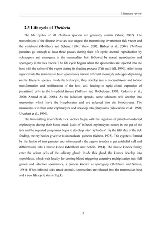 Literature review
5
2.3 Life cycle of Theileria
The life cycles of all Theileria species are generally similar (Shaw, 2002). The
transmission of the disease involves two stages: the transmitting invertebrate tick vector and
the vertebrate (Mehlhorn and Schein, 1984; Shaw, 2002; Bishop et al., 2004). Theileria
parasites go through at least three phases during their life cycle: asexual reproduction by
schizogony and merogony in the mammalian host followed by sexual reproduction and
sporogony in the tick vector. The life cycle begins when the sporozoites are injected into the
host with the saliva of the vector during its feeding process (Tait and Hall, 1990). After being
injected into the mammalian host, sporozoites invade different leukocyte sub-types depending
on the Theileria species. Inside the leukocyte, they develop into a macroschizont and induce
transformation and proliferation of the host cell, leading to rapid clonal expansion of
parasitized cells in the lymphoid tissues (William and Dobbelaere, 1993; Radostits et al.,
2000; Ahmed et al., 2008). As the infection spreads, some schizonts will develop into
merozoites which leave the lymphocytes and are released into the bloodstream. The
merozoites will then enter erythrocytes and develop into piroplasms (Glascodine et al., 1990;
Urquhart et al., 1996).
The transmitting invertebrate tick vectors begin with the ingestion of piroplasm-infected
erythrocytes during their blood meal. Lysis of infected erythrocytes occurs in the gut of the
tick and the ingested piroplasms begin to develop into ‘ray bodies’. By the fifth day of the tick
feeding, the ray bodies give rise to uninucleate gametes (Schein, 1975). The zygote is formed
by the fusion of two gametes and subsequently the zygote invades a gut epithelial cell and
differentiates into a motile kinete (Mehlhorn and Schein, 1984). The motile kinetes finally
enter the acinar cells of the salivary gland. Inside this gland, the kinetes develop into
sporoblasts, which wait locally for coming blood triggering extensive multiplication into full
grown and infective sporozoites, a process known as sporogony (Mehlhorn and Schein,
1984). When infested ticks attack animals, sporozoites are released into the mammalian host
and a new life cycle starts (Fig.1).
 