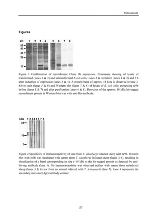 Publication1
57
Figures
Figure 1 Confirmation of recombinant Clone 9b expression. Coomassie staining of lysate of
transformed (lanes 1 & 3) and untransformed E.coli cells (lanes 2 & 4) before (lanes 1 & 2) and 3 h
after induction of expression (lanes 3 & 4). A protein band of approx. 18 kDa is observed in lane 3.
Silver stain (lanes 5 & 6) and Western blot (lanes 7 & 8) of lysate of E. coli cells expressing rc9b
before (lanes 5 & 7) and after purification (lanes 6 & 8). Detection of the approx. 18 kDa his-tagged
recombinant protein in Western blot was with anti-His-antibody.
Figure 2 Specificity of immunoreactivity of sera from T. uilenbergi infected sheep with rc9b. Western
blot with rc9b was incubated with serum from T. uilenbergi infected sheep (lanes 2-4), resulting in
visualization of a band corresponding in size (~18 kD) to the his-tagged protein as detected by anti-
his-tag antibody (lane 1). No immunoreactivity was observed neither with serum from uninfected
sheep (lanes 5 & 6) nor from an animal infected with T. lestoquardi (lane 7). Lane 8 represents the
secondary anit-sheep-IgG antibody control
 