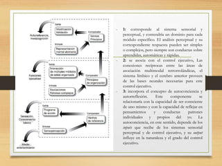 - 1: corresponde al sistema sensorial y
perceptual, y contendría un dominio para cada
módulo específico. El análisis perceptual y su
correspondiente respuesta pueden ser simples
o complejos, pero siempre son conductas sobre
aprendidas, automáticas y rápidas.
- 2: se asocia con el control ejecutivo, Las
conexiones recíprocas entre las áreas de
asociación multimodal retrorrolándicas, el
sistema límbico y el cerebro anterior proveen
de las bases neurales necesarias para este
control ejecutivo.
- 3: incorpora el concepto de autoconciencia y
autorreflexión. Este componente se
relacionaría con la capacidad de ser consciente
de uno mismo y con la capacidad de reflejar en
pensamientos y conductas patrones
individuales y propios del yo. La
autoconciencia, en este sentido, depende de los
inputs que recibe de los sistemas sensorial
perceptual y de control ejecutivo, y su output
influye en la naturaleza y el grado del control
ejecutivo.
 