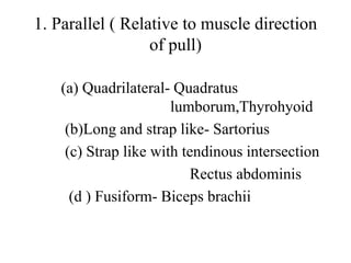 268_generral_anatomy_muscular_system.ppt