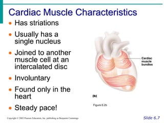 268_generral_anatomy_muscular_system.ppt