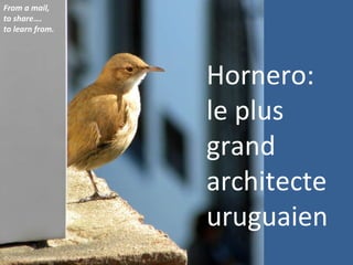 Hornero: le plus grand architecte uruguaien From a mail, to share…. to learn from. 