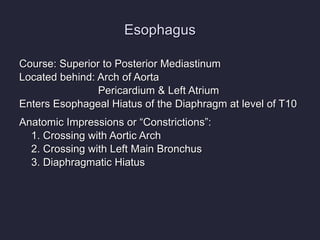 Esophagus Course: Superior to Posterior Mediastinum Located behind: Arch of Aorta   Pericardium & Left Atrium Enters Esophageal Hiatus of the Diaphragm at level of T10 Anatomic Impressions or “Constrictions”: 1. Crossing with Aortic Arch 2. Crossing with Left Main Bronchus 3. Diaphragmatic Hiatus 