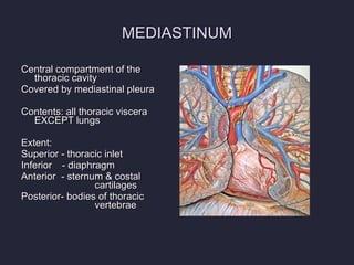 MEDIASTINUM Central compartment of the thoracic cavity Covered by mediastinal pleura Contents: all thoracic viscera EXCEPT lungs Extent:  Superior - thoracic inlet Inferior   - diaphragm Anterior  - sternum & costal  cartilages Posterior- bodies of thoracic  vertebrae 