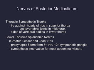 Nerves of Posterior Mediastinum Thoracic Sympathetic Trunks - lie against  heads of ribs in superior thorax   costovertebral joints in midthorax   sides of vertebral bodies in lower thorax Lower Thoracic Splanchnic Nerves (Greater, Lesser and Least SN) - presynaptic fibers from 5 th  thru 12 th  sympathetic ganglia - sympathetic innervation for most abdominal viscera 