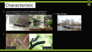  Duck Island which contains different species of
ducks and different bird species such as White
Pelican
 Some migratory bird can also be found
19
Characteristic
s
Chiffchaff Blackcap
 Blue Bridge
 