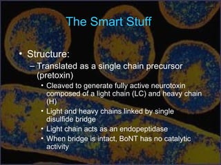 The Smart Stuff
• Structure:
– Translated as a single chain precursor
(pretoxin)
• Cleaved to generate fully active neurotoxin
composed of a light chain (LC) and heavy chain
(H)
• Light and heavy chains linked by single
disulfide bridge
• Light chain acts as an endopeptidase
• When bridge is intact, BoNT has no catalytic
activity
 