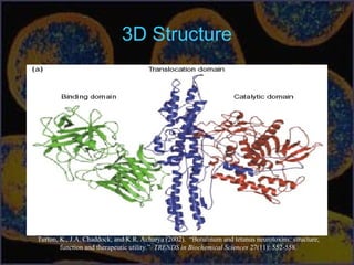 3D Structure
Turton, K., J.A. Chaddock, and K.R. Acharya (2002). “Botulinum and tetanus neurotoxins: structure,
function and therapeutic utility.” TRENDS in Biochemical Sciences 27(11): 552-558.
 