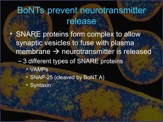 BoNTs prevent neurotransmitter
release
• SNARE proteins form complex to allow
synaptic vesicles to fuse with plasma
membrane  neurotransmitter is released
– 3 different types of SNARE proteins
• VAMPs
• SNAP-25 (cleaved by BoNT A)
• Syntaxin
 