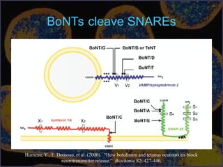 BoNTs cleave SNAREs
Humeau, Y., F. Doussau, et al. (2000). “How botulinum and tetanus neurotoxins block
neurotransmitter release.” Biochimie 82: 427-446.
 